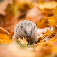 Hedgy the hedgehog