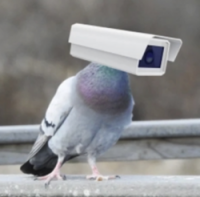 Pigeon Tech