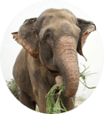 Raju the Elephant